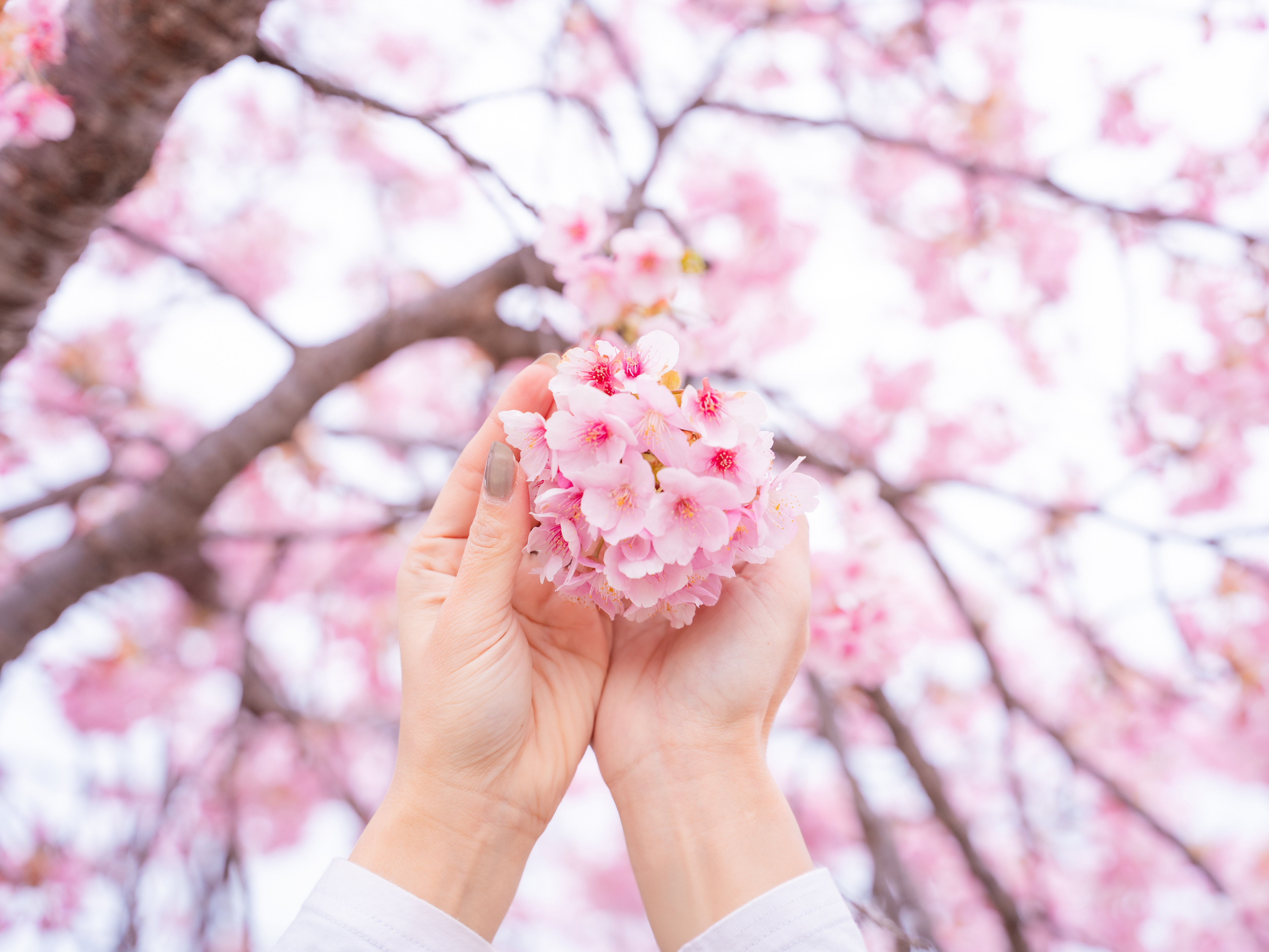 桜フォト